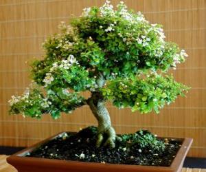 yapboz Bonsai ağaç, bir tepsi içinde minyatür ağaç Bonsai Japon sanatı aşağıdaki